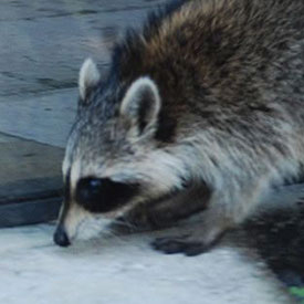 Wildlife Removal Greensboro NC