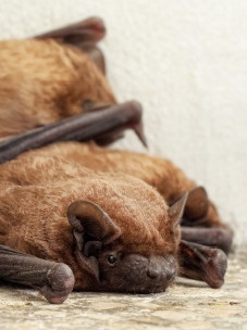 Bat removal Greensboro NC