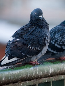 Bird Removal Greensboro NC