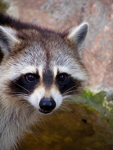 Raccoon removal Greensboro NC