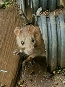 Rat Removal Greensboro NC