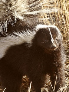 Skunk Removal Greensboro NC