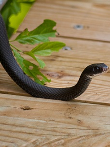 Snake Removal Greensboro NC