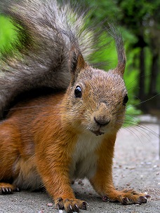 Squirrel Removal Greensboro NC